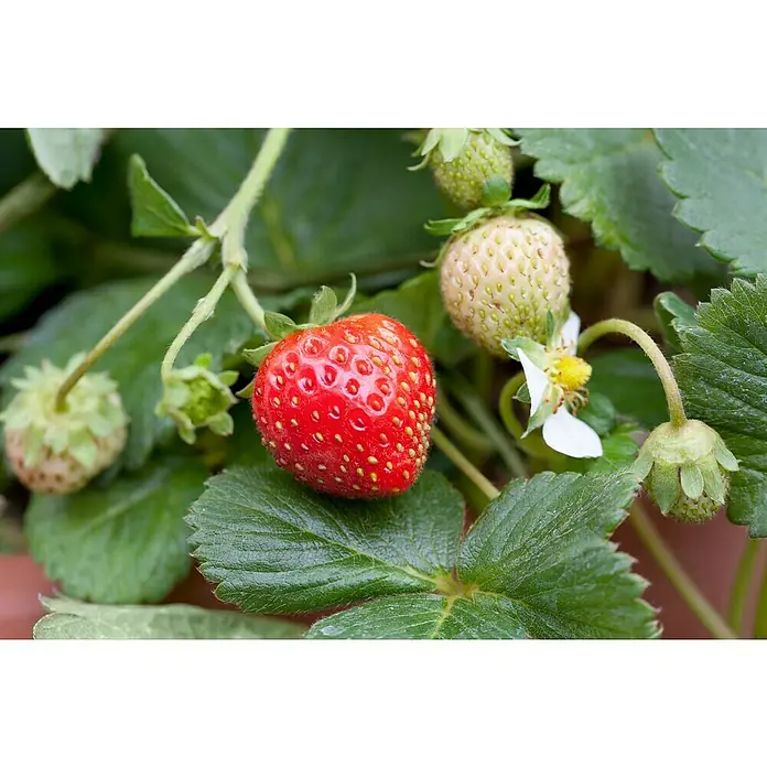 Piardino Erdbeere - Fragaria x ananassa 'Rendezvous', Topfgröße: 10 cm, Erntezeit: Juni - Nahaufnahme einer roten Erdbeere, umgeben von grünen Blättern und unreifen Früchten, die die Frische und den natürlichen Anbau hervorheben.