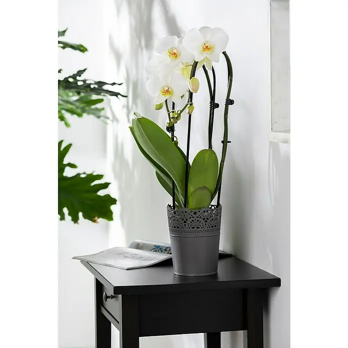 Piardino SchmetterlingsorchideePhalaenopsis 'Fontano', Topfgröße: 13 cm, Weiß, Aufrecht - Elegante Nahaufnahme einer Topf-Orchidee mit zarten weißen Blüten, die auf einem stilvollen, schwarzen Nachttisch platziert ist.