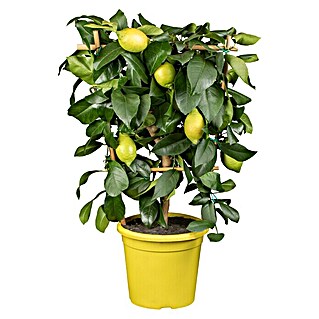 Piardino Limonero (Citrus limon)