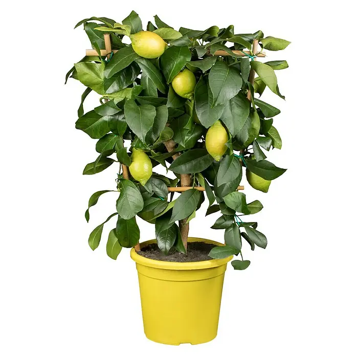 Piardino Limonero - Citrus limon, Tamaño de maceta: 20 cm - Limonero en una maceta amarilla. El limonero está sujeto con cañas de bambú y tiene varios limones maduros.