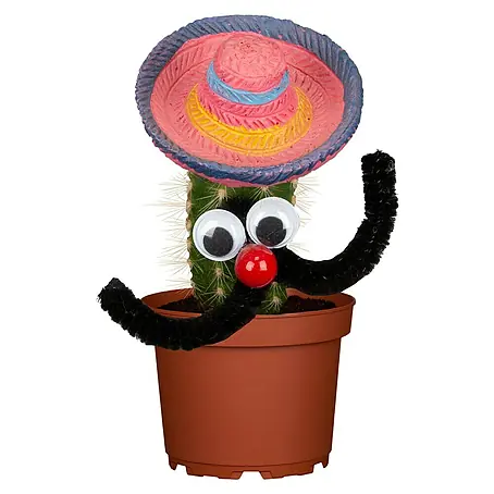 Piardino Kaktus mit Mexikanerhut