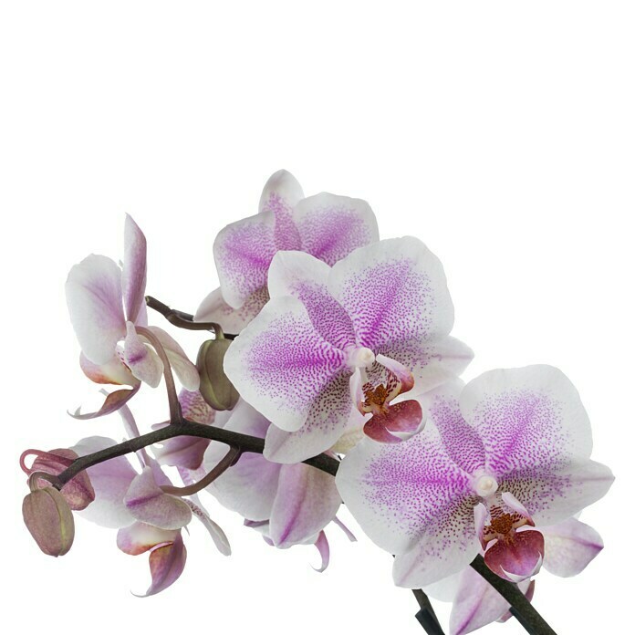 Piardino SchmetterlingsorchideePhalaenopsis in Sorten, Topfgröße: 12 cm, Rosa/Weiß/Hellgelb/Dunkelrot/Pink, Aufrecht Front View