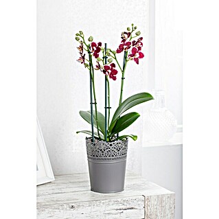 Piardino Schmetterlingsorchidee (Phalaenopsis multiflora, Topfgröße: 12 cm, Rosa/Weiß/Hellgelb/Dunkelrot/Pink, Aufrecht)