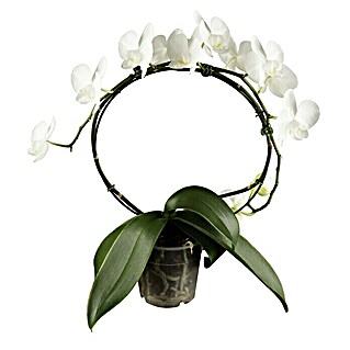 Piardino Schmetterlingsorchidee (Phalaenopsis, Topfgröße: 12 cm, Rosa/Weiß/Hellgelb/Dunkelrot/Pink, Aufrecht)