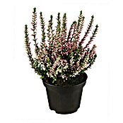 Calluna vulgaris 17 Beauty Ladies i.F. g