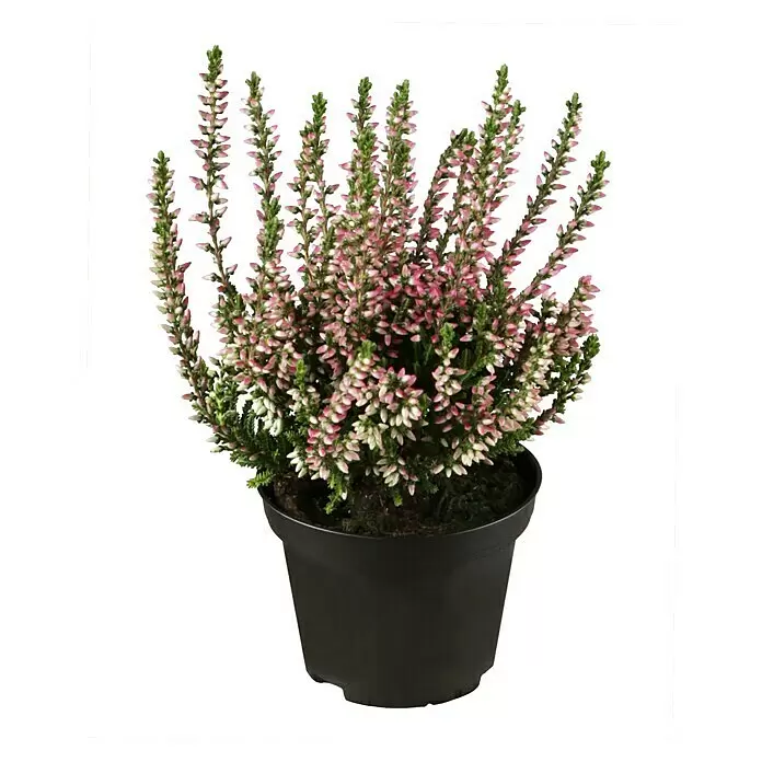 Besenheide - Calluna 'Beauty Ladies'®, Variabel - Getopfte Heidepflanze mit rosa-weißen Blüten in einem schwarzen Topf.