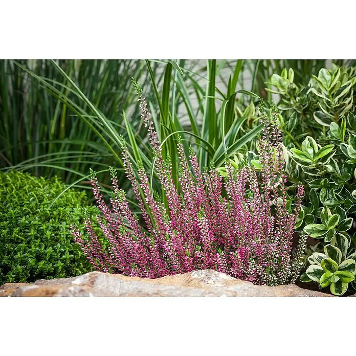 Besenheide - Calluna Beauty Ladies® 'High Five', Topfgröße: 23 cm, Mehrfarbig - Eine Nahaufnahme von rosafarbenen Heidekrautblüten, umgeben von grüner Vegetation in einem Gartenbeet. Die zarten Blüten stechen hervor.