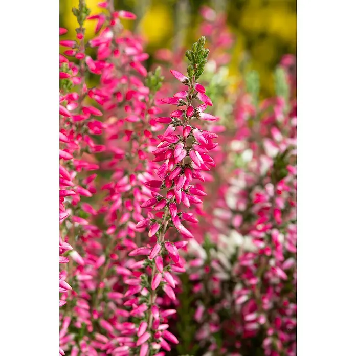 Besenheide - Calluna Beauty Ladies® 'High Five', Topfgröße: 23 cm, Mehrfarbig - Nahaufnahme von leuchtend rosafarbenen Heidekrautblüten mit grünen Trieben vor einem verschwommenen Hintergrund.