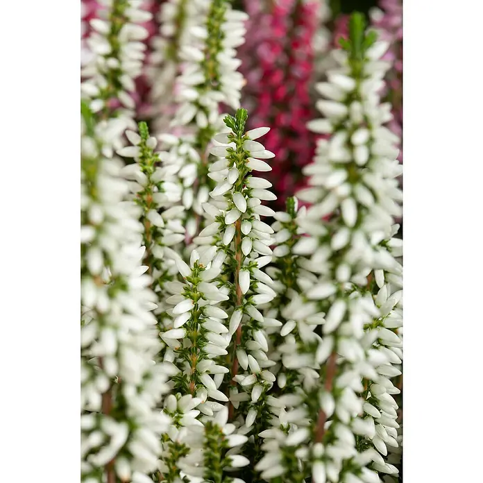 Besenheide - Calluna Beauty Ladies® 'High Five', Topfgröße: 23 cm, Mehrfarbig - Nahaufnahme weißer Heidekrautblüten, die eine elegante Textur zeigen. Perfekt für naturnahe Designs und saisonale Dekorationen.