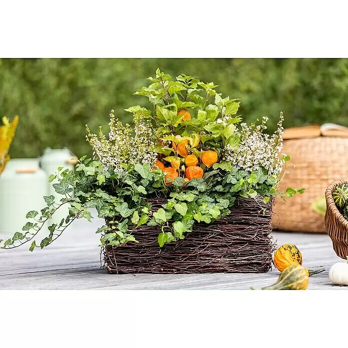 Piardino Efeu - Hedera helix - Ein dunkelbrauner Weidenkorb, gefüllt mit orangefarbener Physalis, weißen Blumen und Efeu, als Herbstdekoration auf einem Holztisch.