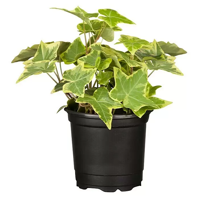 Piardino Efeu - Hedera helix - Bunte grün-gelbe Efeupflanze in einem schwarzen Topf.