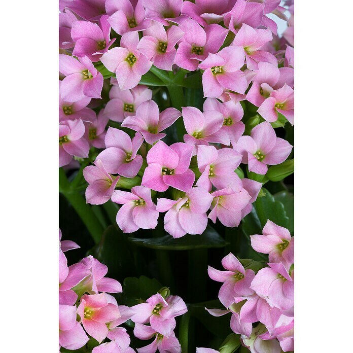 Kalanchoe im Keramiktopf 0 i.F. gem.