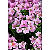 Kalanchoe im Keramiktopf 0 i.F. gem.