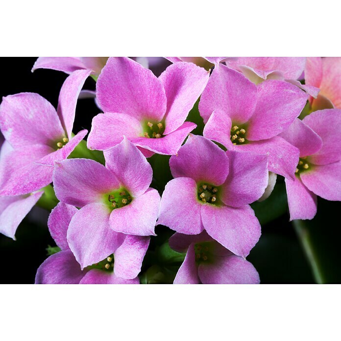 Kalanchoe im Keramiktopf 0 i.F. gem.