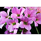Kalanchoe im Keramiktopf 0 i.F. gem.