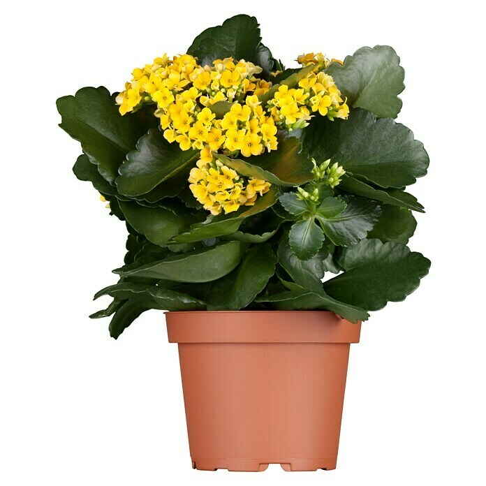 Kalanchoe im Keramiktopf 0 i.F. gem.