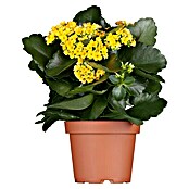 Kalanchoe im Keramiktopf 0 i.F. gem.