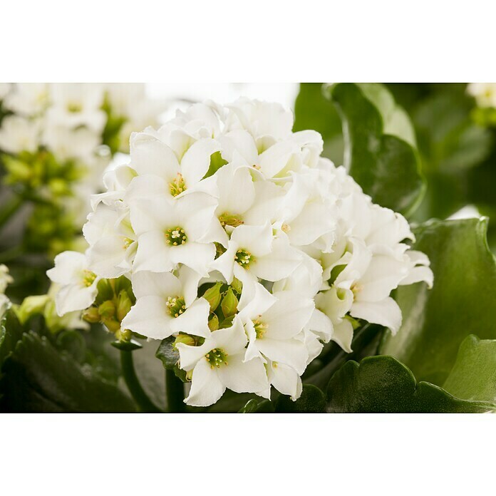 Kalanchoe im Keramiktopf 0 i.F. gem.