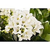 Kalanchoe im Keramiktopf 0 i.F. gem.