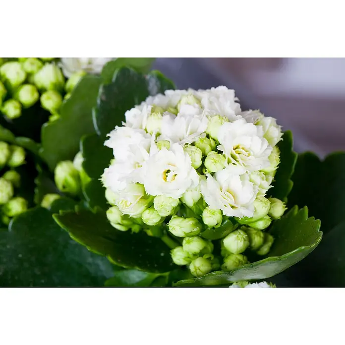Piardino Kalanchoe blossfeldiana - Kalanchoe blossfeldiana, Rojo/Rosa/Violeta/Blanco - Primer plano de una flor de Kalanchoe con flores blancas y brotes verdes, destacando los detalles delicados y la textura de la planta.