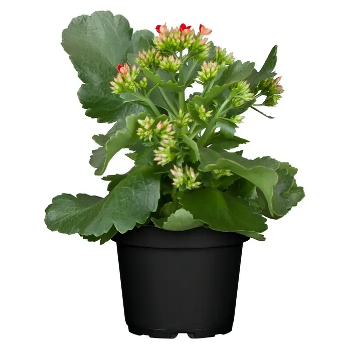 Piardino Kalanchoe blossfeldiana - Kalanchoe blossfeldiana, Rojo/Rosa/Violeta/Blanco - Primer plano de una Kalanchoe en flor en una maceta negra. Las flores naranjas y las hojas verde oscuro crean un hermoso contraste.