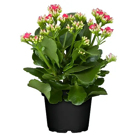 Piardino  Kalanchoe blossfeldiana