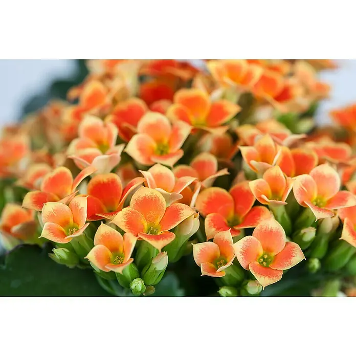 Piardino Kalanchoe blossfeldiana - Kalanchoe blossfeldiana, Rojo/Rosa/Violeta/Blanco - Un primer plano muestra flores de Kalanchoe naranja con bordes amarillos, destacando los delicados detalles y los colores vibrantes de la flor.