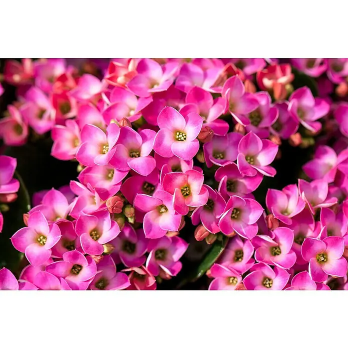 Piardino Kalanchoe blossfeldiana - Kalanchoe blossfeldiana, Rojo/Rosa/Violeta/Blanco - Exuberante ramo de flores de Kalanchoe rosas, cautivando con su color vibrante y su textura delicada.