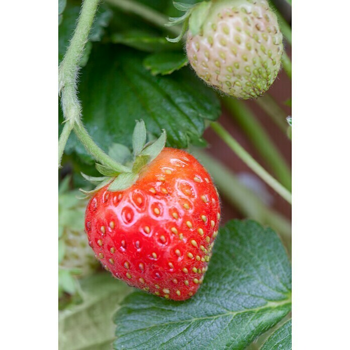 Fragaria ananassa 9 Senga Sengana