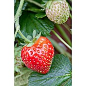 Fragaria ananassa 9 Senga Sengana