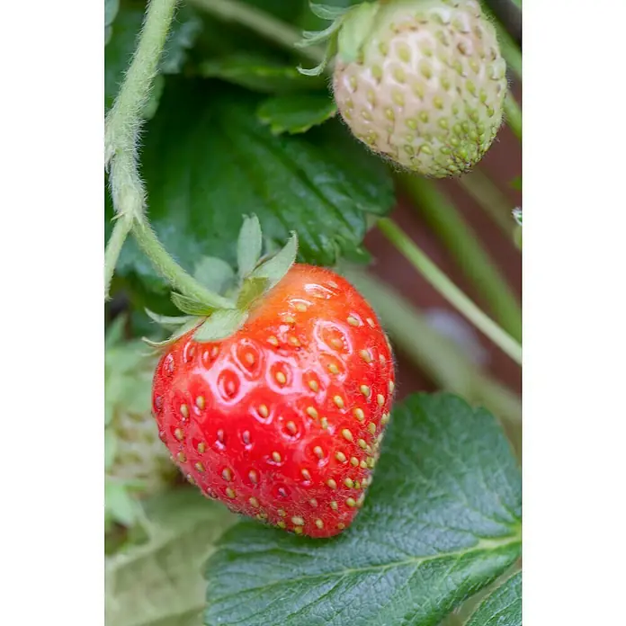 Piardino Erdbeere - Fragaria x ananassa 'Senga®-Sengana®' - Eine saftige, rote Erdbeere, fast reif, hängt an einer Pflanze, neben einer unreifen, grünen Erdbeere, ein Symbol für Wachstum und Frische.