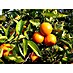 Piardino Árbol frutal Naranjo 