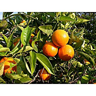 Piardino Árbol frutal Naranjo (Citrus sinensis)