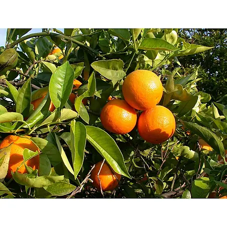 Piardino  Árbol frutal Naranjo