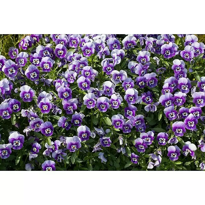 Piardino Violeta de los Pirineos - Tamaño de maceta: 12 cm, En función de la variedad - Un vibrante parche de pensamientos morados y blancos floreciendo entre el follaje verde.