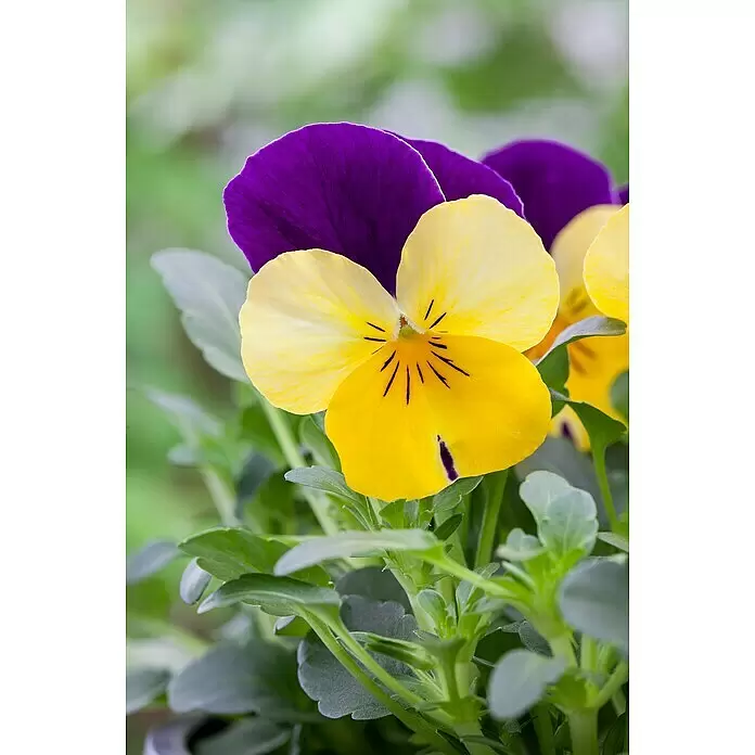 Piardino Pflanzenarrangement - Topfgröße: 31, Zinkschale mit Viola - Ein leuchtendes gelbes Stiefmütterchen mit tiefvioletten oberen Blütenblättern, eingebettet zwischen grünen Blättern.