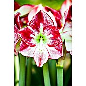 Piardino Amaryllis Happy Socks Nordic (Hippeastrum, Topfgröße: 12 cm, Rosa/Rot/Weiß) | BAUHAUS