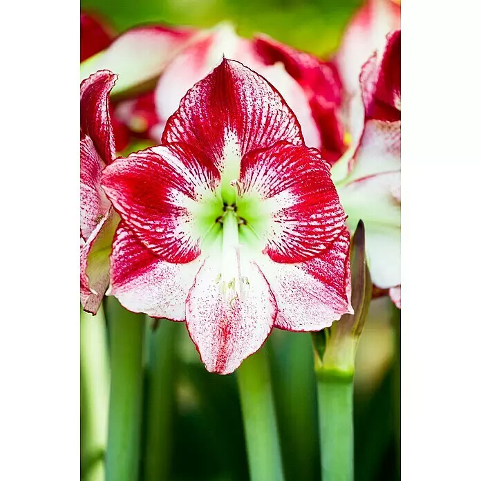 Piardino Amaryllis Happy Socks Nordic - Hippeastrum, Topfgröße: 12 cm, Rosa/Rot/Weiß - Detailaufnahme