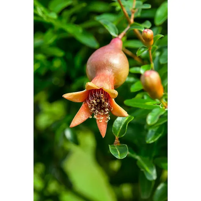 Granado - Punica granatum - Primer plano de una fruta de granada con sus flores y estambres sobre un fondo verde.