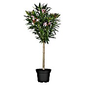 Nerium oleander Stamm 30 rosa