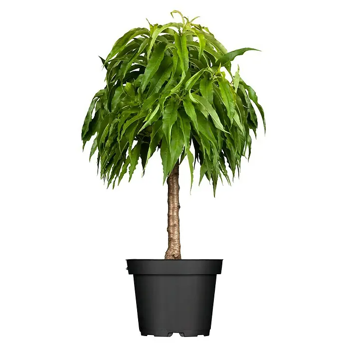 Piardino Zwerg-Nektarinenbaum - Prunus nupersica - Detailaufnahme eines eleganten Topfpflanze mit glänzenden, grünen Blättern und einem braunen Stamm auf einem schwarzen Hintergrund.