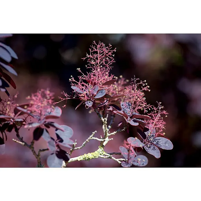 Piardino Perückenstrauch - Cotinus coggygria 'Royal Purple', Topfvolumen: 4 l, Schwarz-Rot - Nahaufnahme eines Perückenstrauchs mit tiefroten Blättern und zarten, roten Blütenständen vor dunklem Hintergrund.