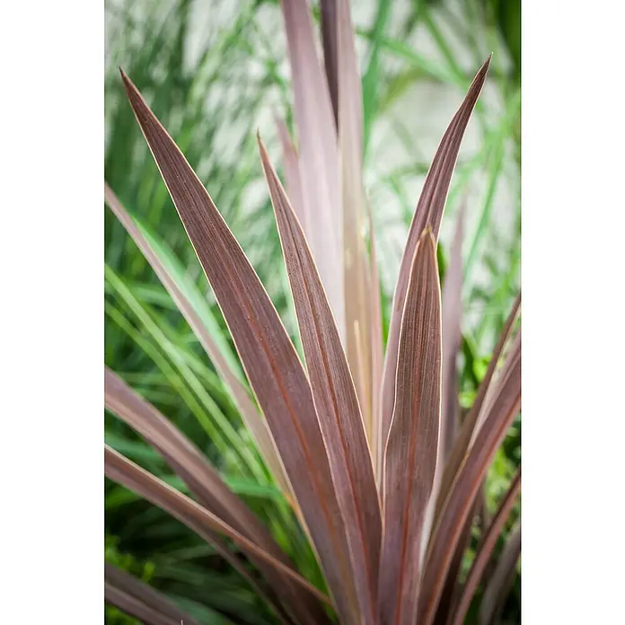 Piardino Keulenlilie - Cordyline australis 'Red Star', Topfgröße: 17 cm, Weiß - Detailaufnahme von Zierpflanzen mit spitzen, lanzettlichen Blättern in Purpur und Grün. Die Blätterstruktur und Farbgebung sind gut erkennbar.