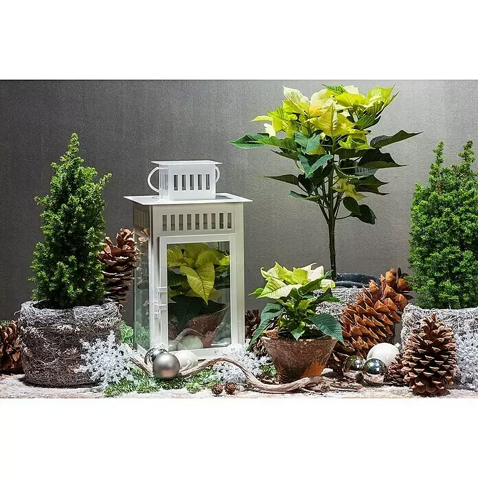 Piardino Weihnachtsstern - Euphorbia pulcherrima, Topfgröße: 6 cm, Rosa/Rot/Weiß - Stimmungsaufnahme