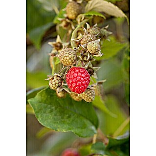 Piardino Himbeere (Rubus idaeus in Sorten, Erntezeit: Juni, Topfvolumen: 3 l)