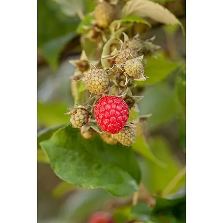 Piardino  Rote Johannisbeere