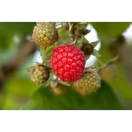 Piardino Bio Himbeere