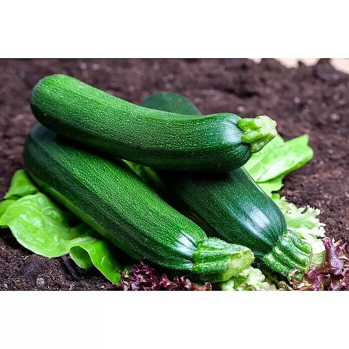 Piardino Zucchini Grün - Curcubita pepo, 10 cm, Erntezeit: August - Detailaufnahme