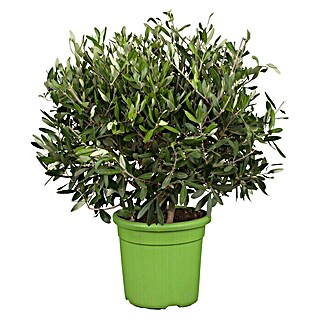 Piardino Olivenbaum (Olea europaea, Topfgröße: 35 cm, Aktuelle Wuchshöhe: 70 cm - 80 cm)