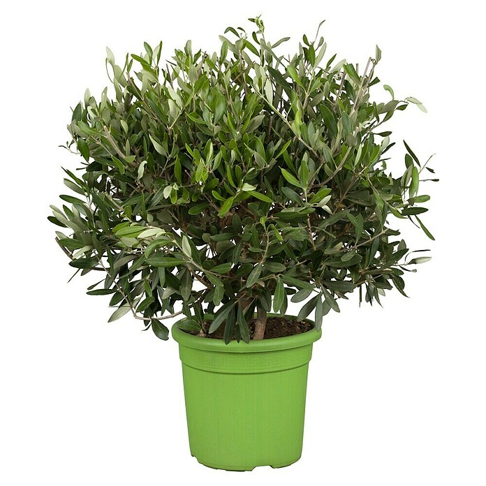 rhododendron boden sauer Plantaflor Plus Bio Erde Sauer, Rhododendronerde, Moorbeeterde, Blumen   HaGaFeShop